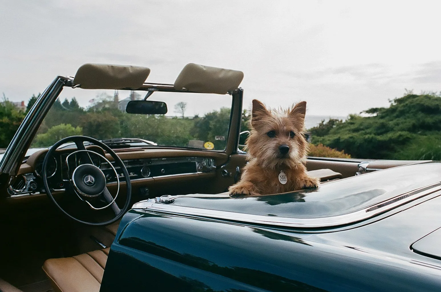 Laser, the Noah Wood Norwich terrier, in a vintage Mercedes 230SL with a Noah Wood tag on his collar