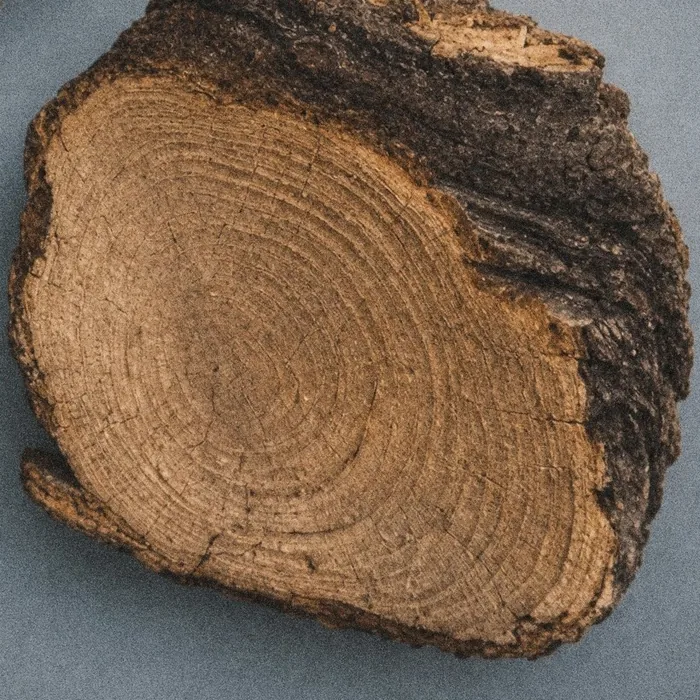 Cedar